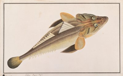 Plattkopf, aus Zeichnungen von Fischen von Malakka, ca. 1805-18 von Chinese School